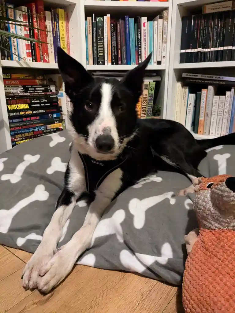 A black and white dog with alert ears lies on a grey dog bed with white bone patterns, looking directly at the camera…
