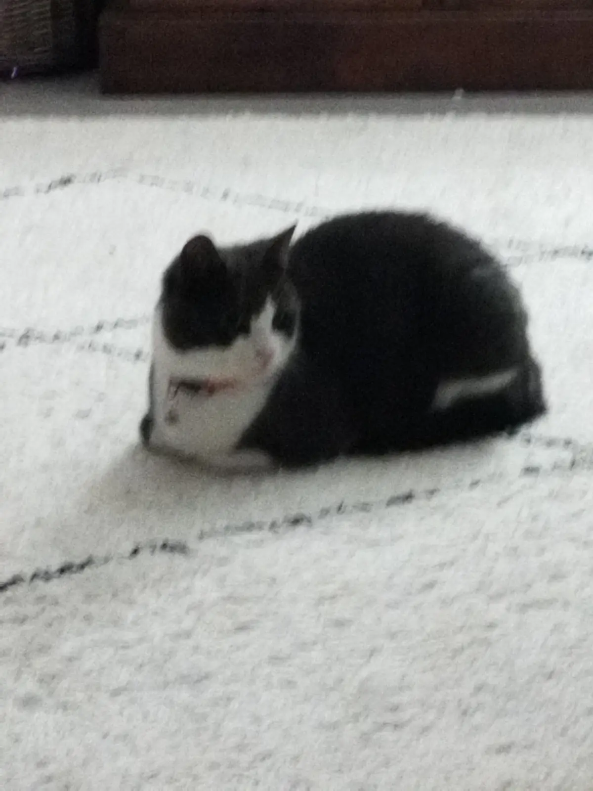 A blurry photo shows a black and white cat curled up on a light-colored carpet, with faint dark lines resembling a circular…