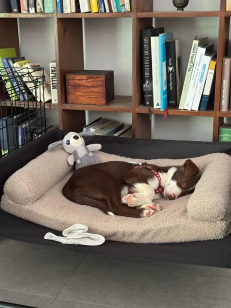 A brown and white dog sleeps curled up on a beige pet bed, wearing a red collar, with a grey stuffed toy beside it. Behind…
