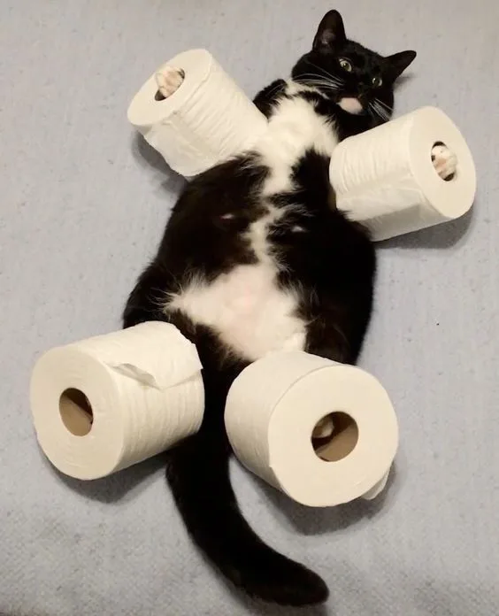 A black and white cat lies on its back on a gray surface, with four toilet paper rolls arranged around its body—two at its…