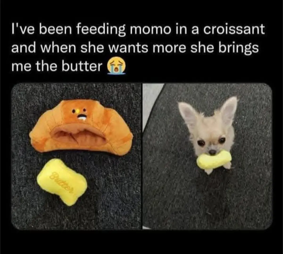 Adorable Little Butterball: A Cute Moment