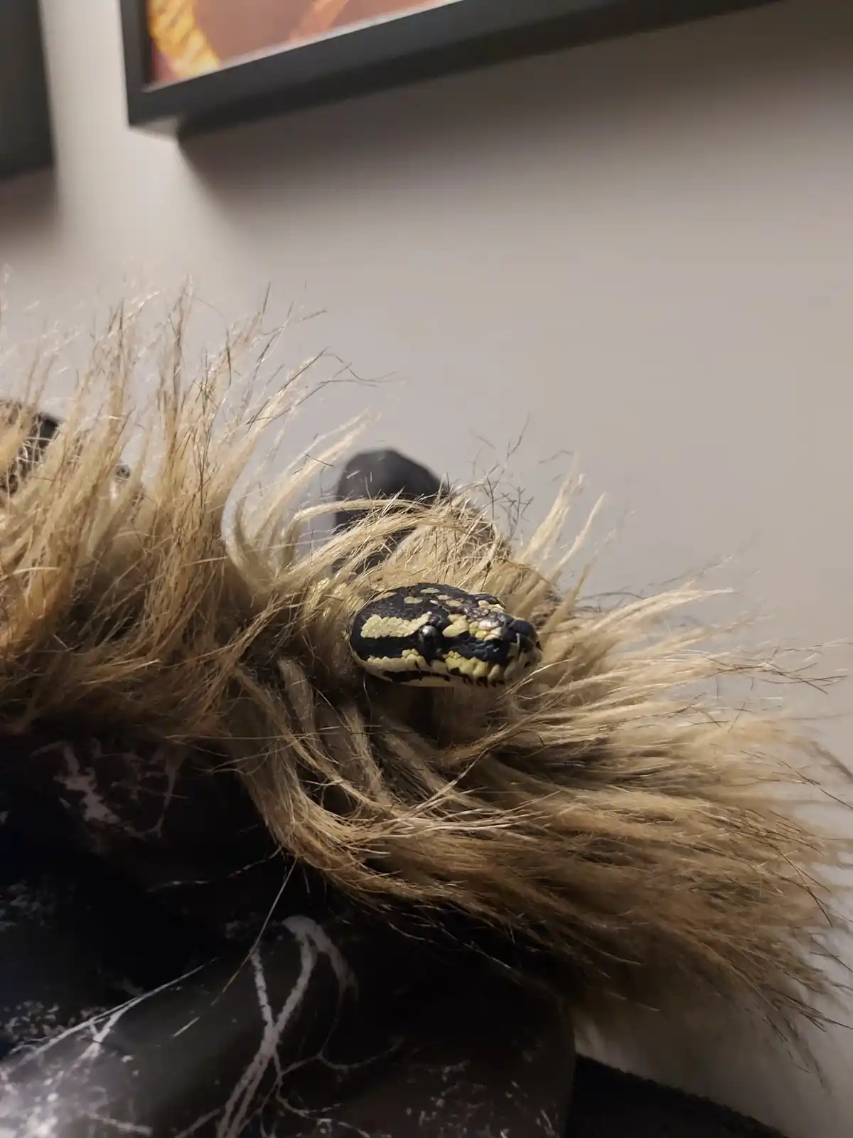 A close-up photo shows a black-and-yellow patterned snake, likely a ball python, nestled within a tangle of long…