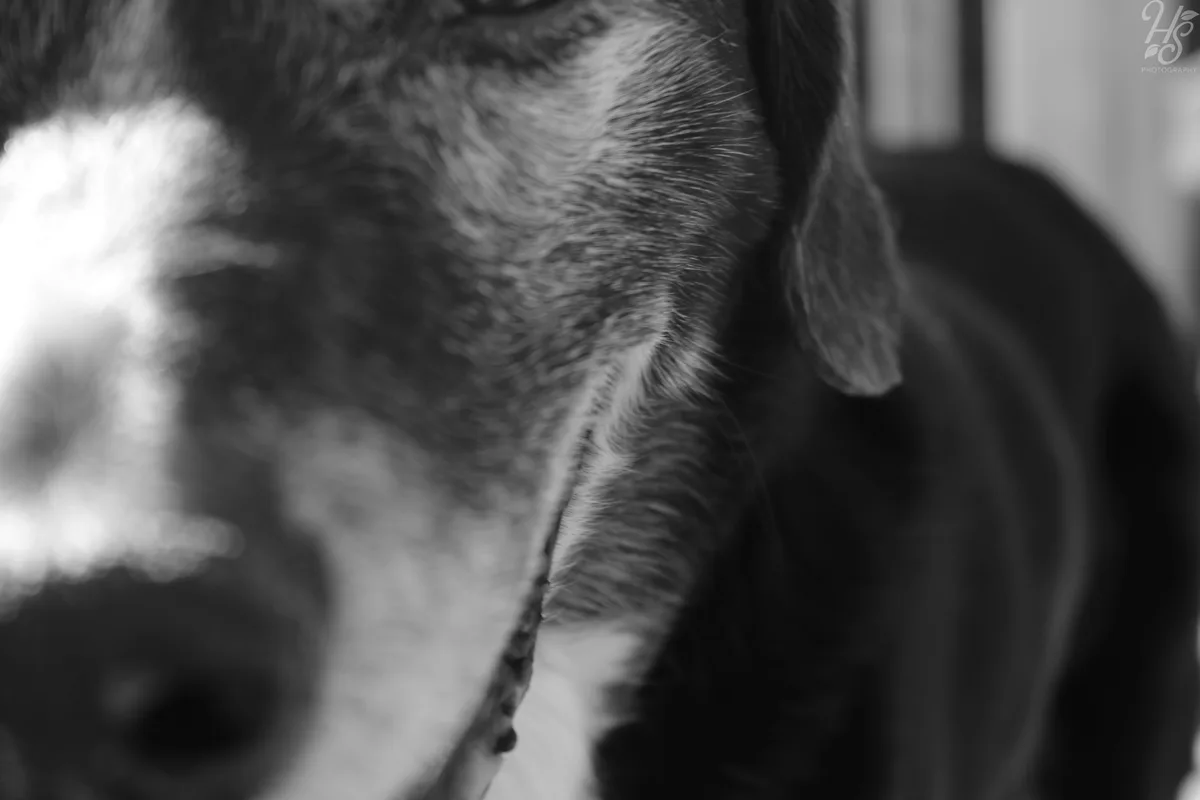 A black and white close-up photo of a dog's face, with its nose and muzzle blurred in the foreground and its eye and ear in…