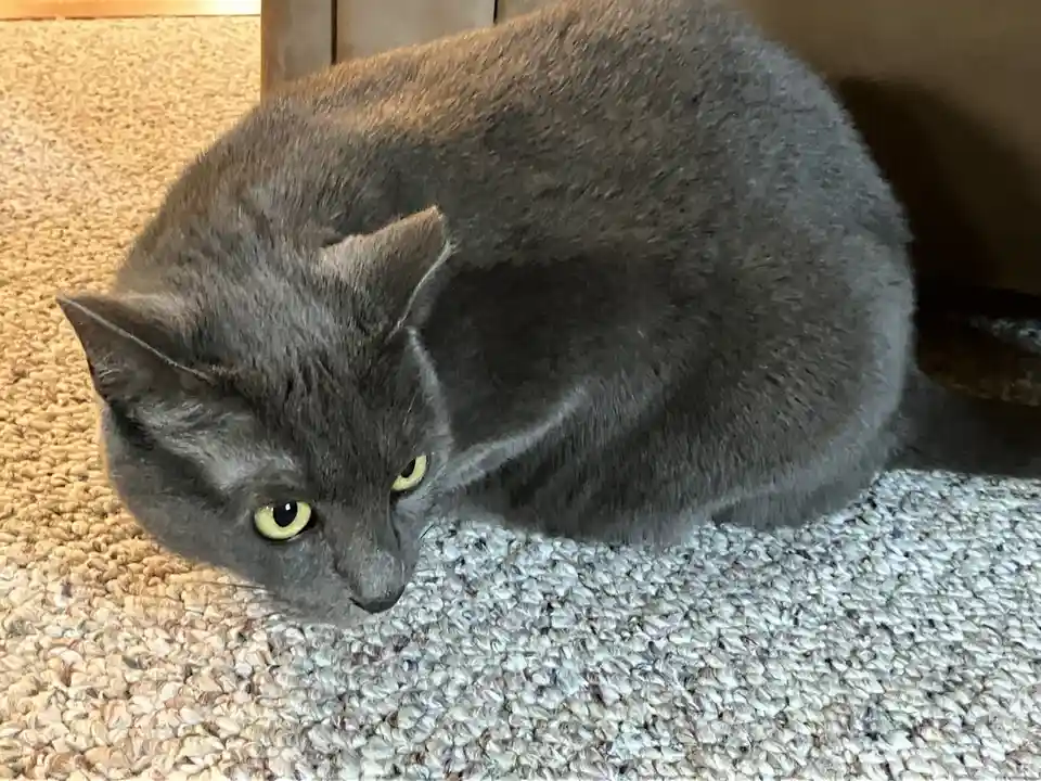 A gray cat with bright yellow eyes is curled up on a textured carpet, looking directly at the camera with a stern…
