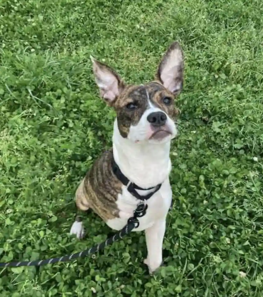 A brindle and white dog with large ears sits on green grass wearing a black harness and leash, looking up with a slightly…
