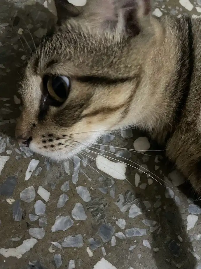 A close-up photo of a tabby cat lying on a speckled terrazzo floor, looking sideways with a calm, slightly unimpressed…