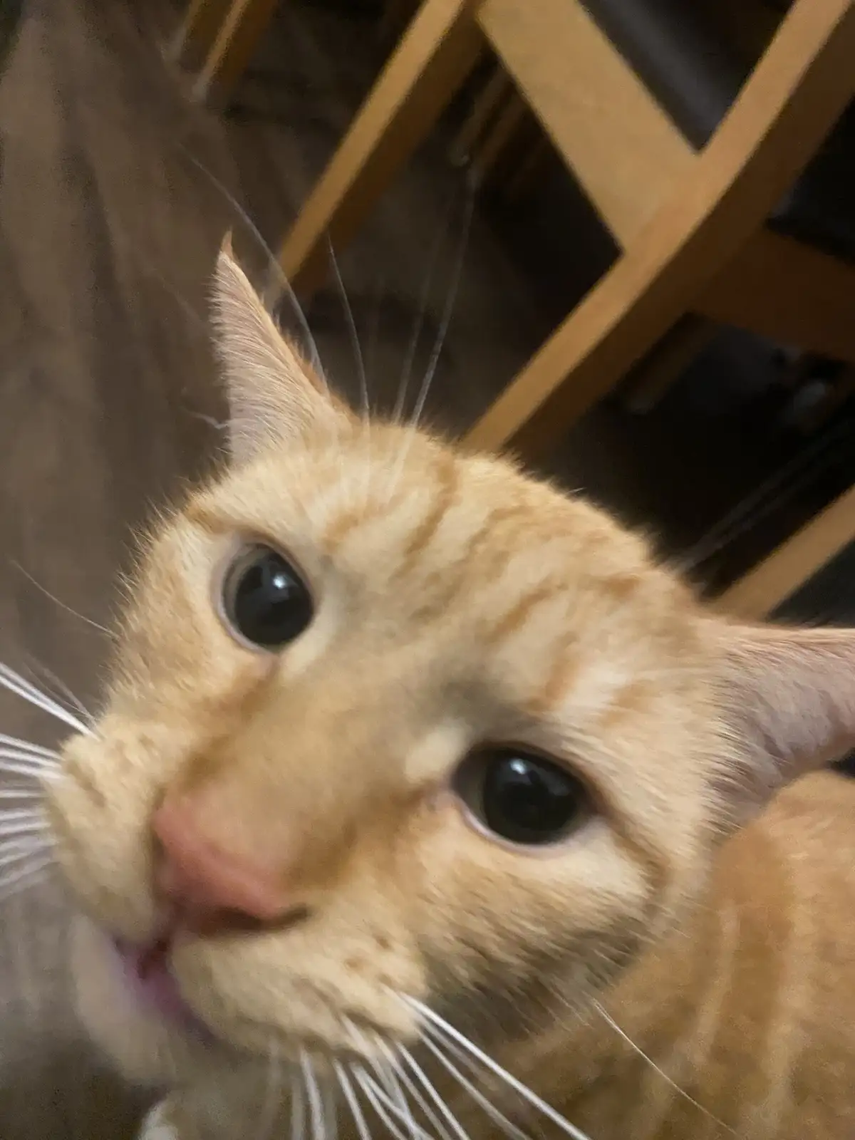 A close-up, slightly blurry photo of an orange tabby cat looking directly at the camera with wide, innocent eyes and its…