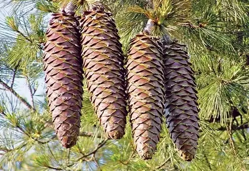 Four brown pinecones hang from a pine tree branch, surrounded by green needles and a blue sky. The image has no overlaid…