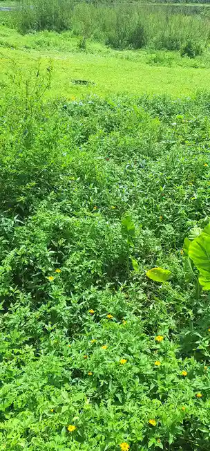 A lush, green field filled with dense vegetation and scattered yellow flowers, with a dark, circular manhole cover visible…