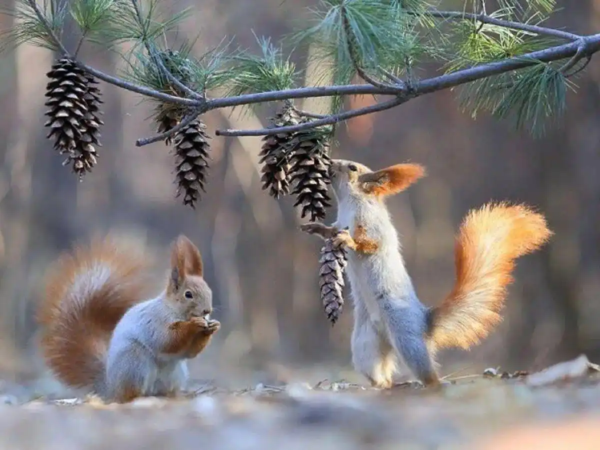 Two red squirrels are pictured in a forest setting. One squirrel sits on the ground eating, while the other stands on its…