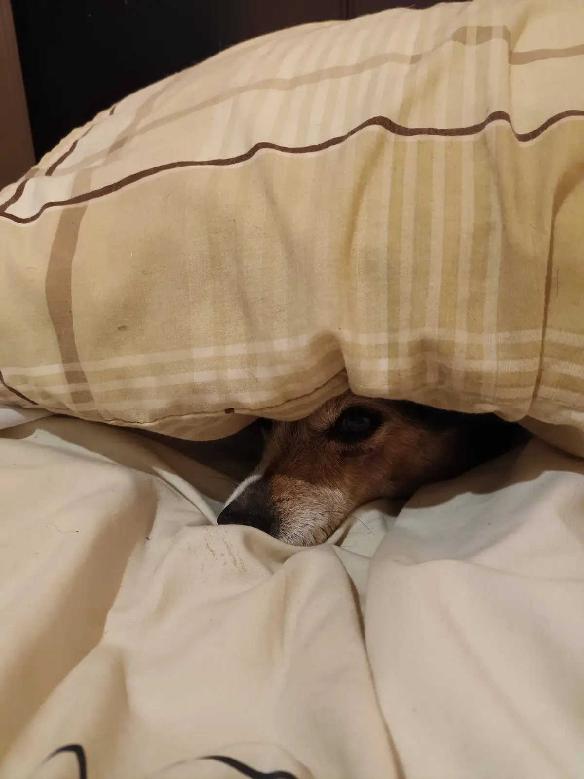 A small brown and white dog peeks out from under a beige and brown striped blanket on a bed, looking directly at the camera…