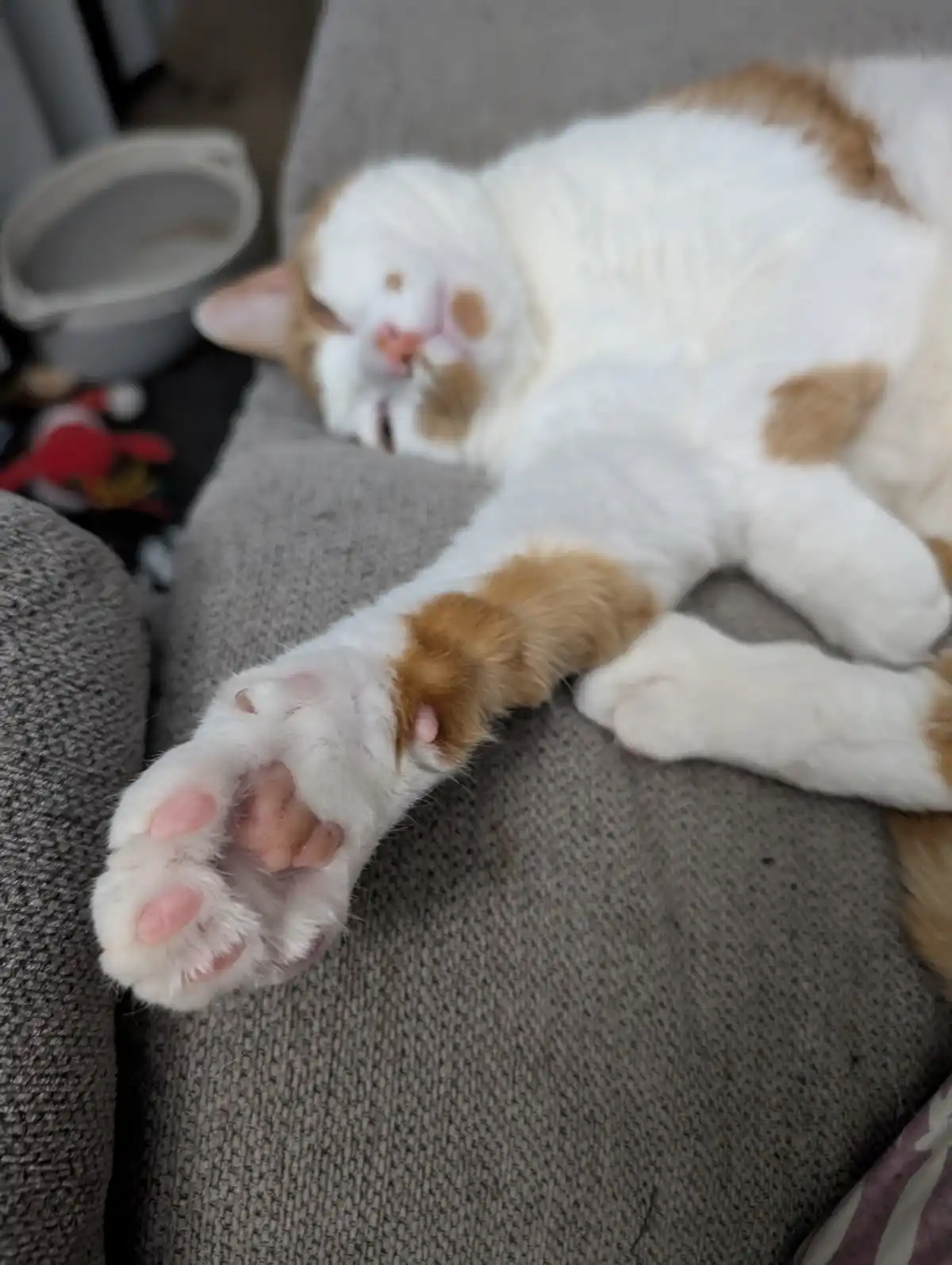 A white and ginger cat is sleeping soundly on its back on a gray couch, with one paw stretched out and visible. The cat's…