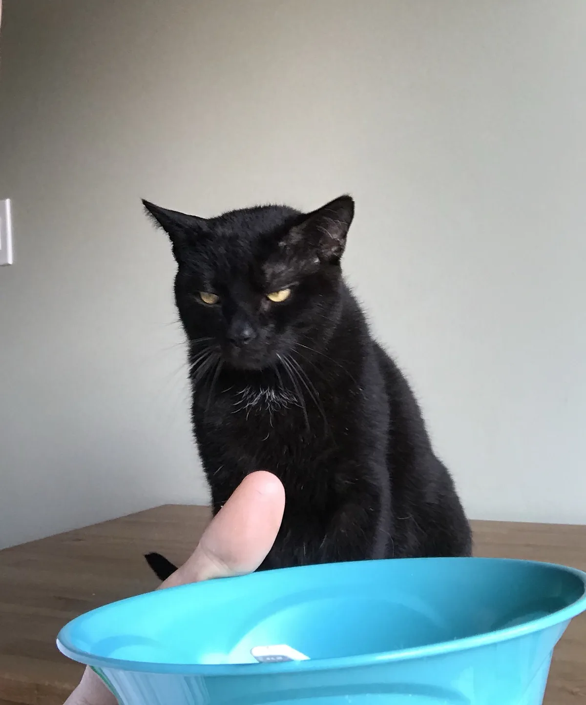 A black cat with yellow eyes sits on a wooden table, looking displeased as a human finger points at it from behind a blue…