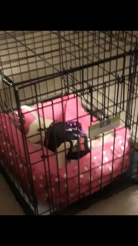 A light-colored dog is lying on its back inside a black metal pet crate, resting on a pink polka-dot cushion. The dog…