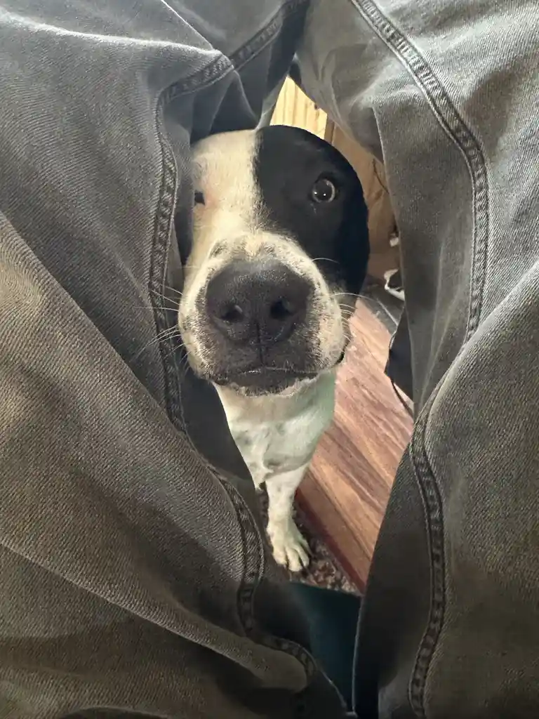 A black-and-white dog peeks up through the opening between a person's dark denim jeans, looking directly at the camera with…