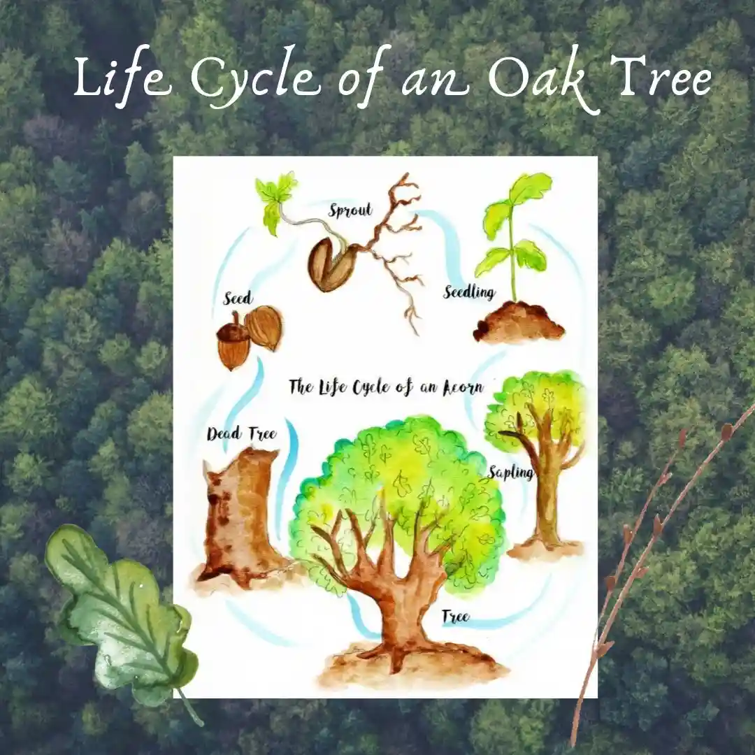 An educational diagram titled 'The Life Cycle of an Acorn' shows stages from seed to dead tree, overlaid on a forest…