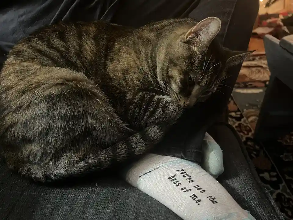 A tabby cat is curled up and resting on a person's leg, which is wearing a sock with the text 'you're not the boss of me.'…