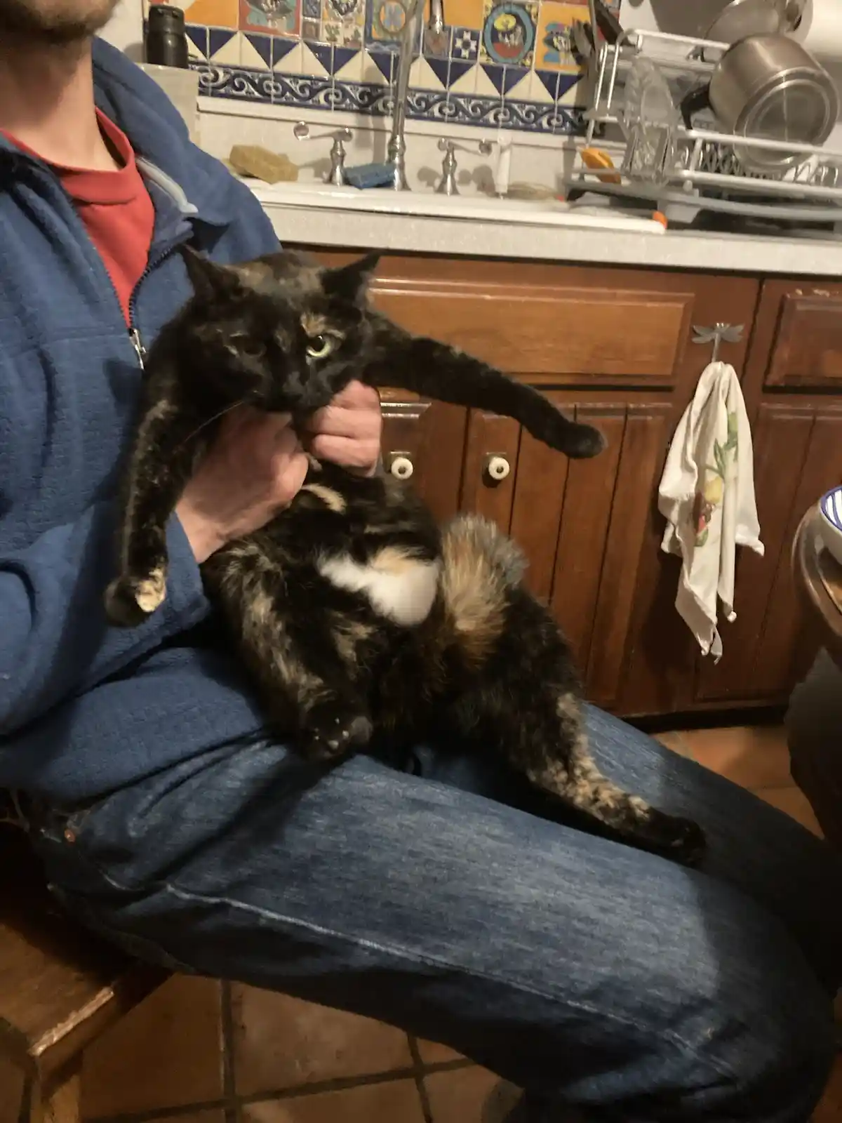 A person in a blue jacket and jeans holds a tortoiseshell cat in a kitchen. The cat is being held upright, one paw extended…