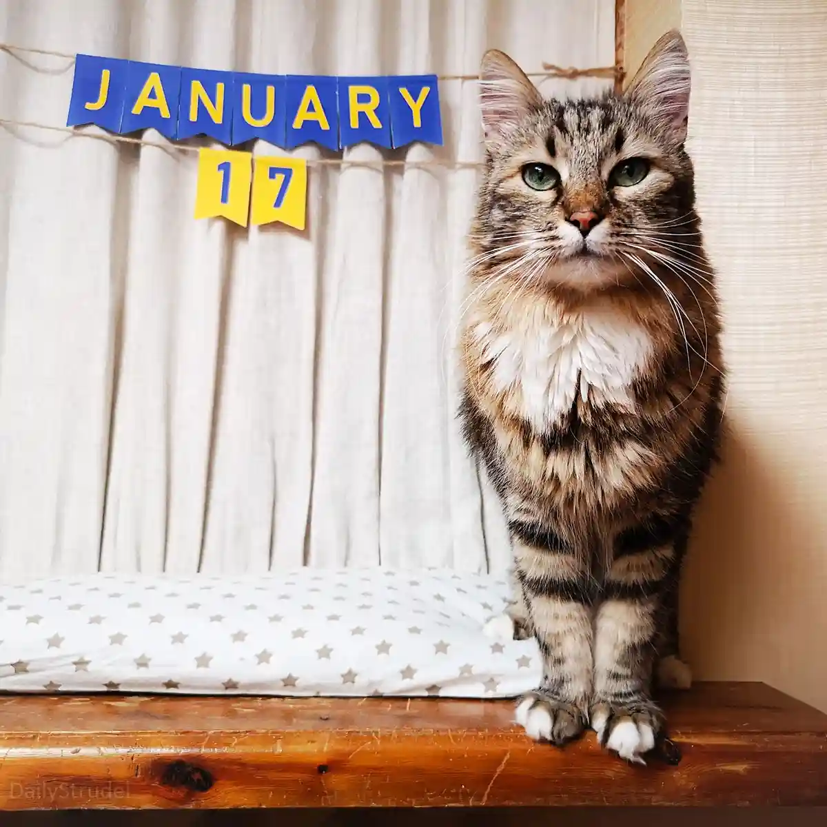 A fluffy tabby cat with green eyes sits upright on a wooden surface, looking directly at the camera with a serious…