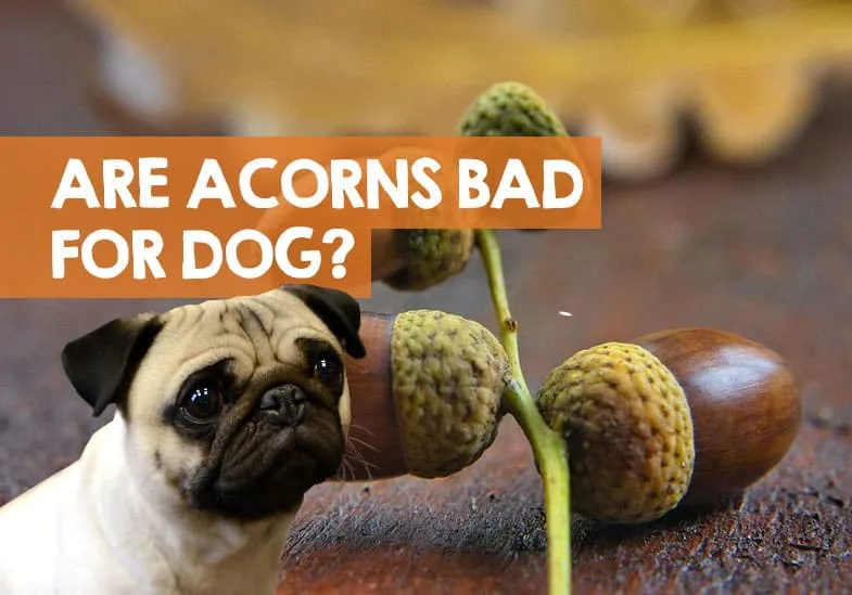 A pug dog with a worried, confused expression looks at a cluster of acorns on a branch. The text overlay in white capital…