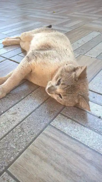 A light brown cat lies sprawled on its side on a tiled floor, looking relaxed and slightly dazed. Its fur is covered in…