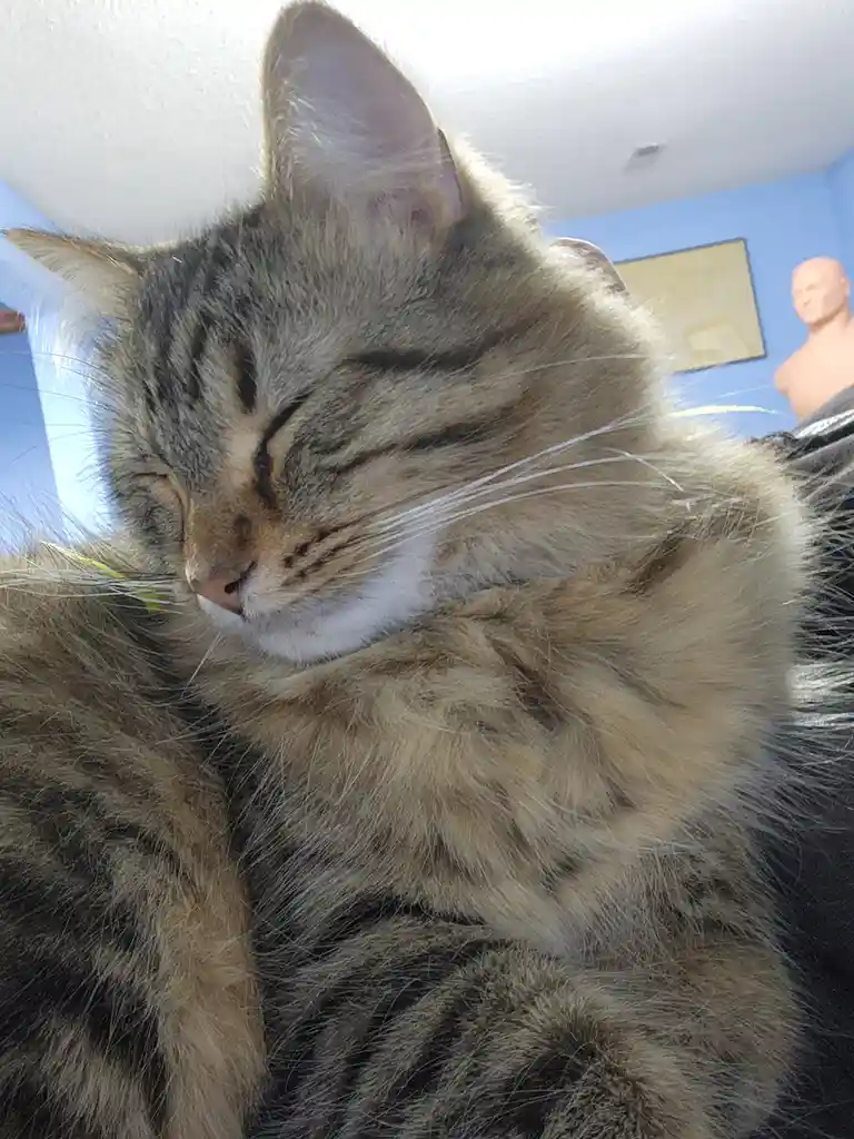 A close-up photo shows a fluffy tabby cat with closed eyes, appearing deeply asleep, its fur detailed and soft. In the…