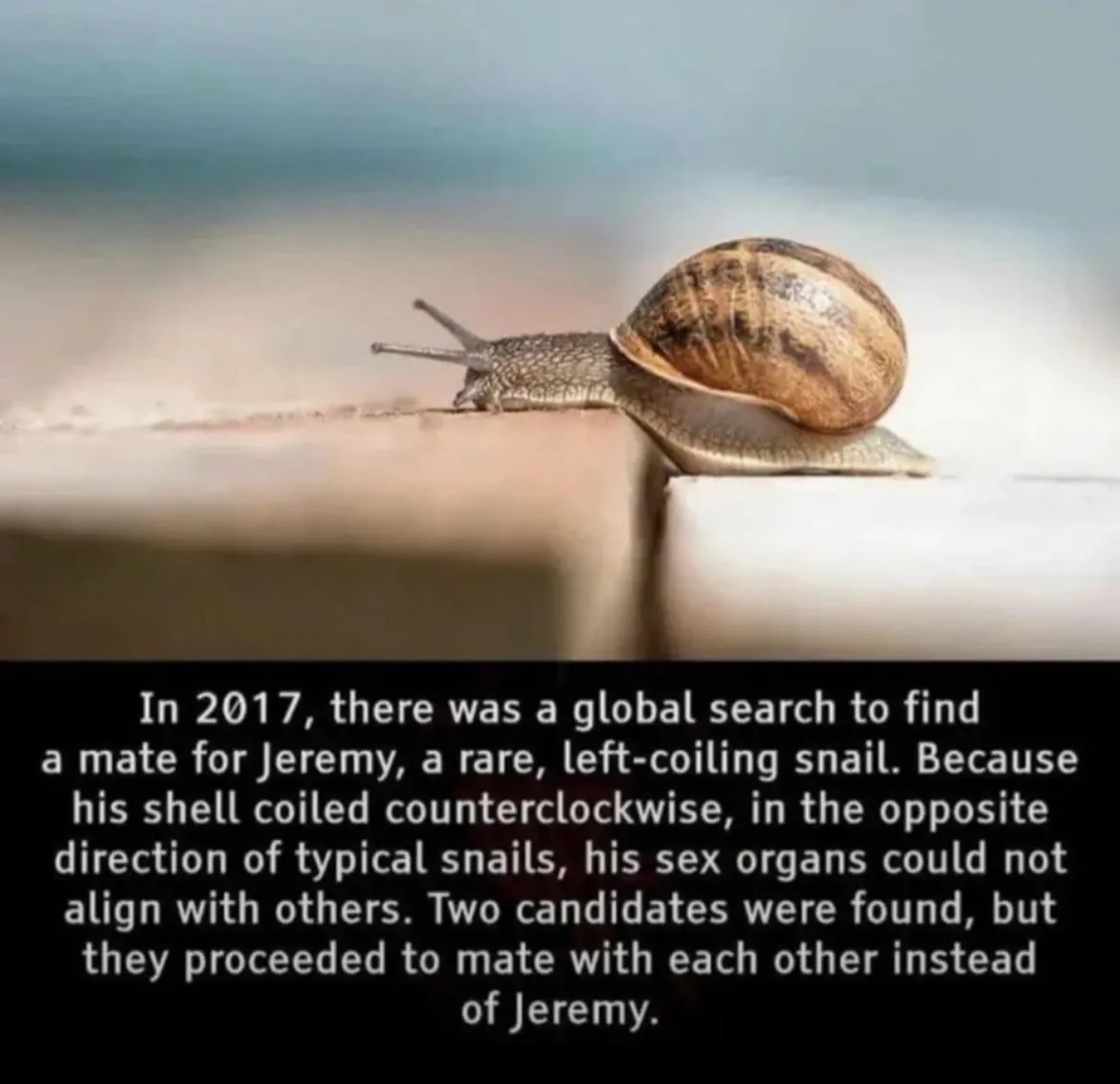 A close-up photograph of a brown-shelled snail crawling on a white ledge, with a black text box overlay containing a…