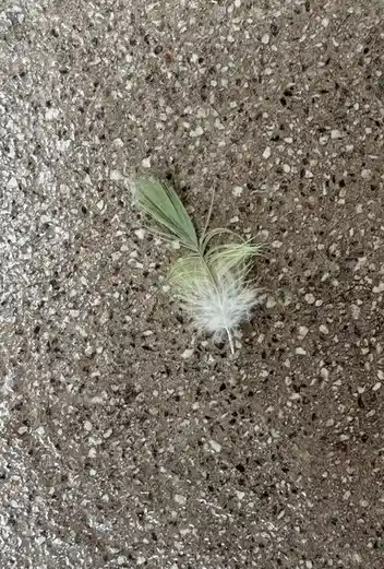 A single green and white feather lies on a speckled gray concrete surface. Overlaid text reads: 'i found a feather on the…