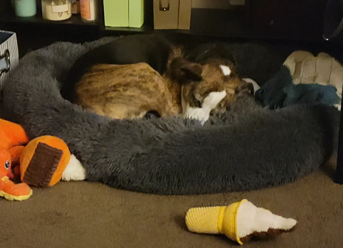 A brindle and white dog is curled up asleep in a dark gray, fluffy circular dog bed. Several dog toys are scattered around…