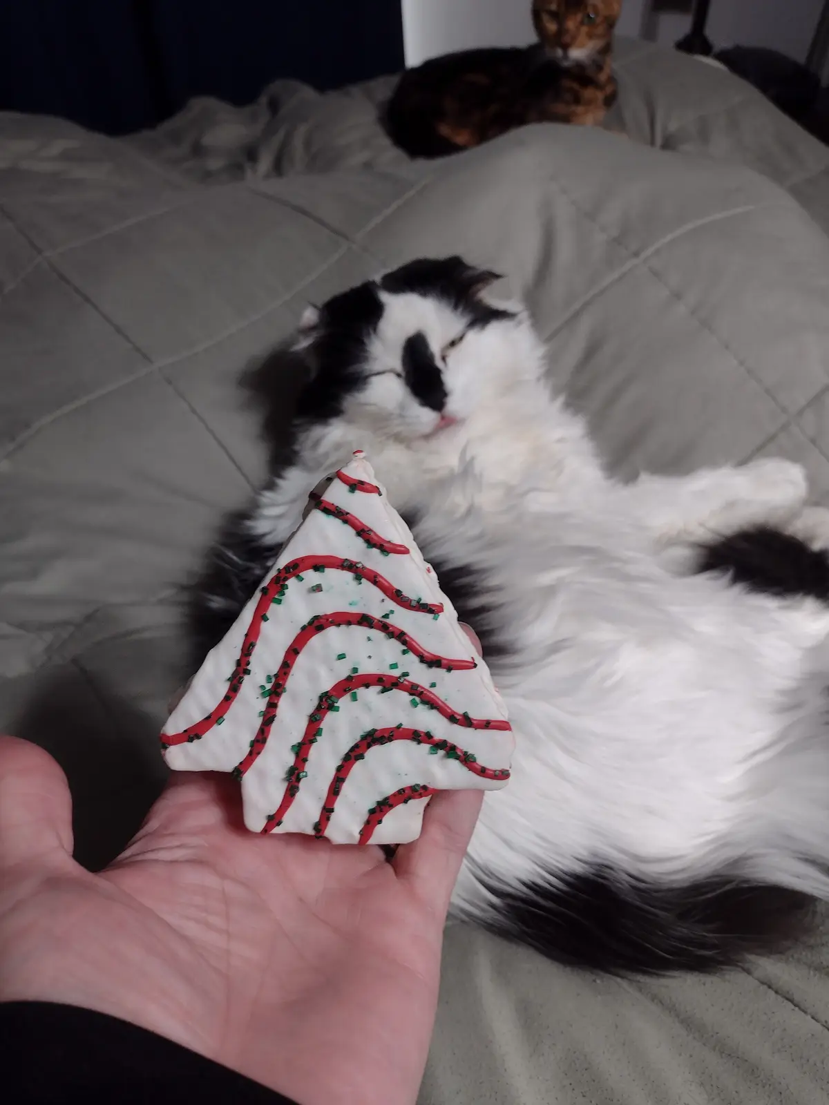 A Cheerful Upvote for My Fellow Cat Lovers!