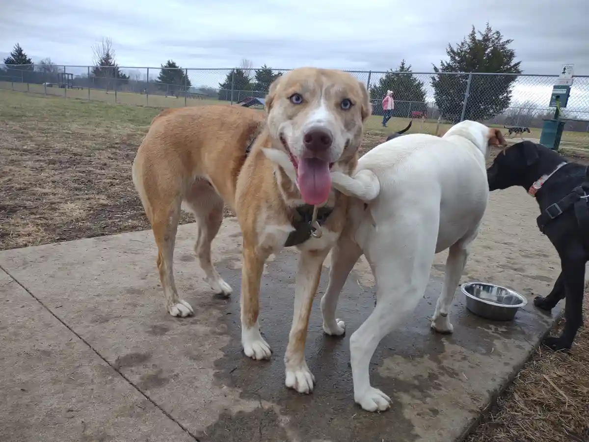 Daisy had an amazing first day at the dog park - what a success!