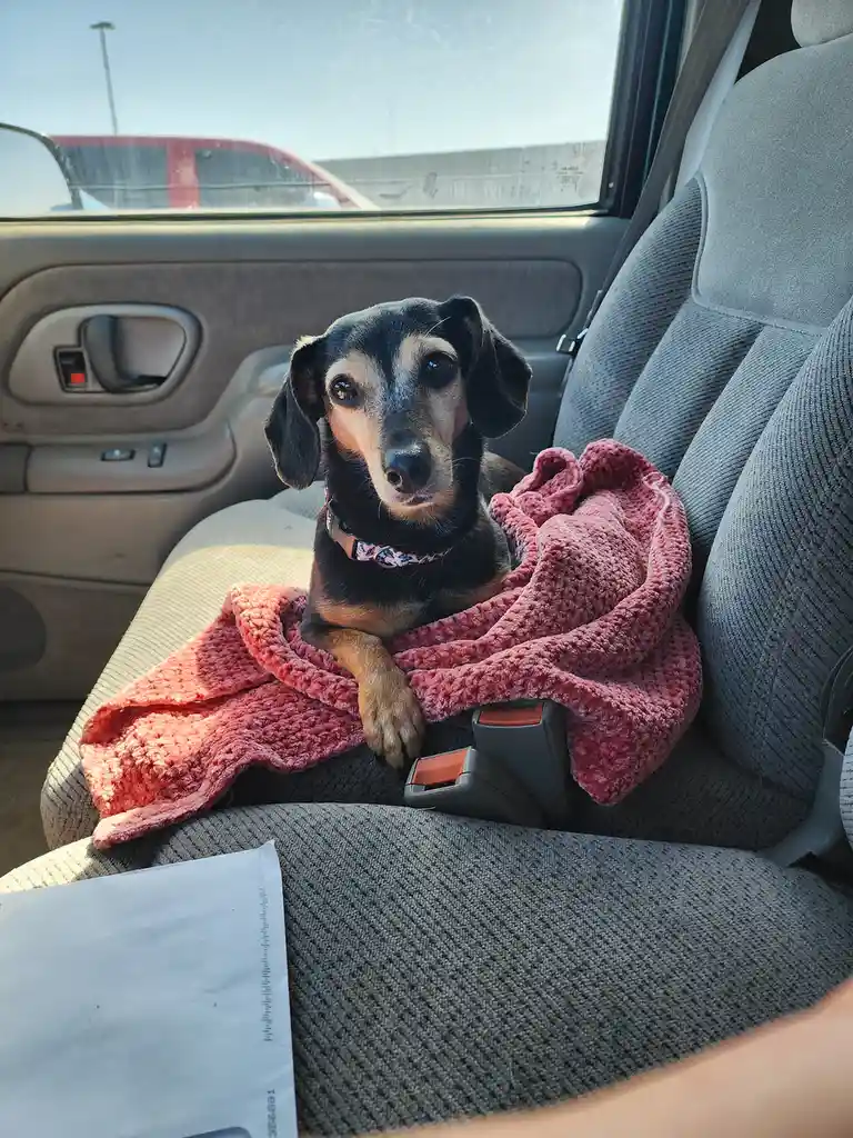 A small black and tan dog with floppy ears sits on a gray car seat, wrapped in a pink crocheted blanket. The dog looks…