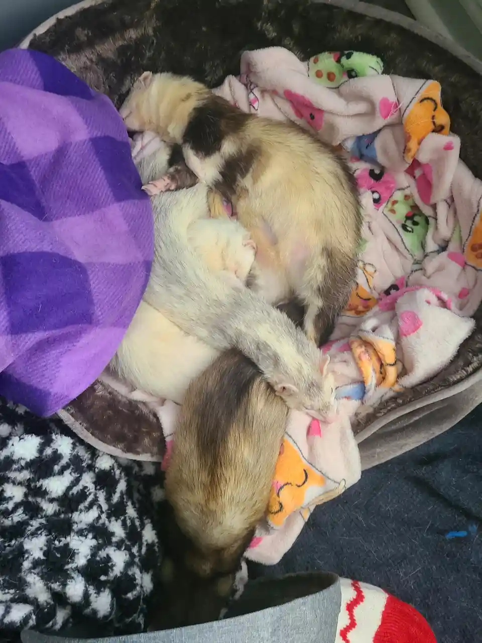 Several ferrets are curled up and sleeping together in a plush pet bed, nestled among colorful blankets including a purple…
