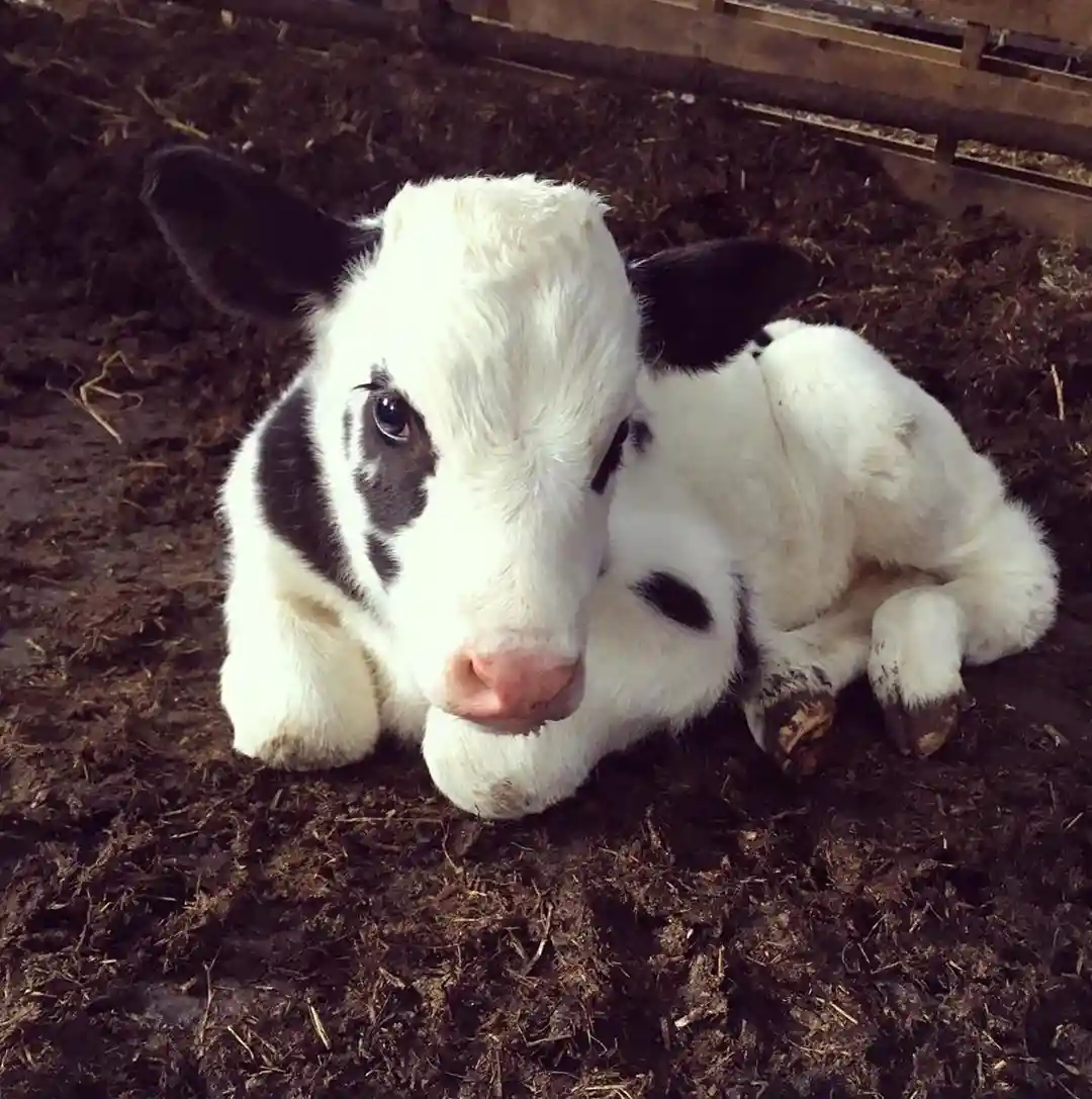 A small black-and-white calf lies on its side in a muddy, straw-strewn pen, looking directly at the camera with large…