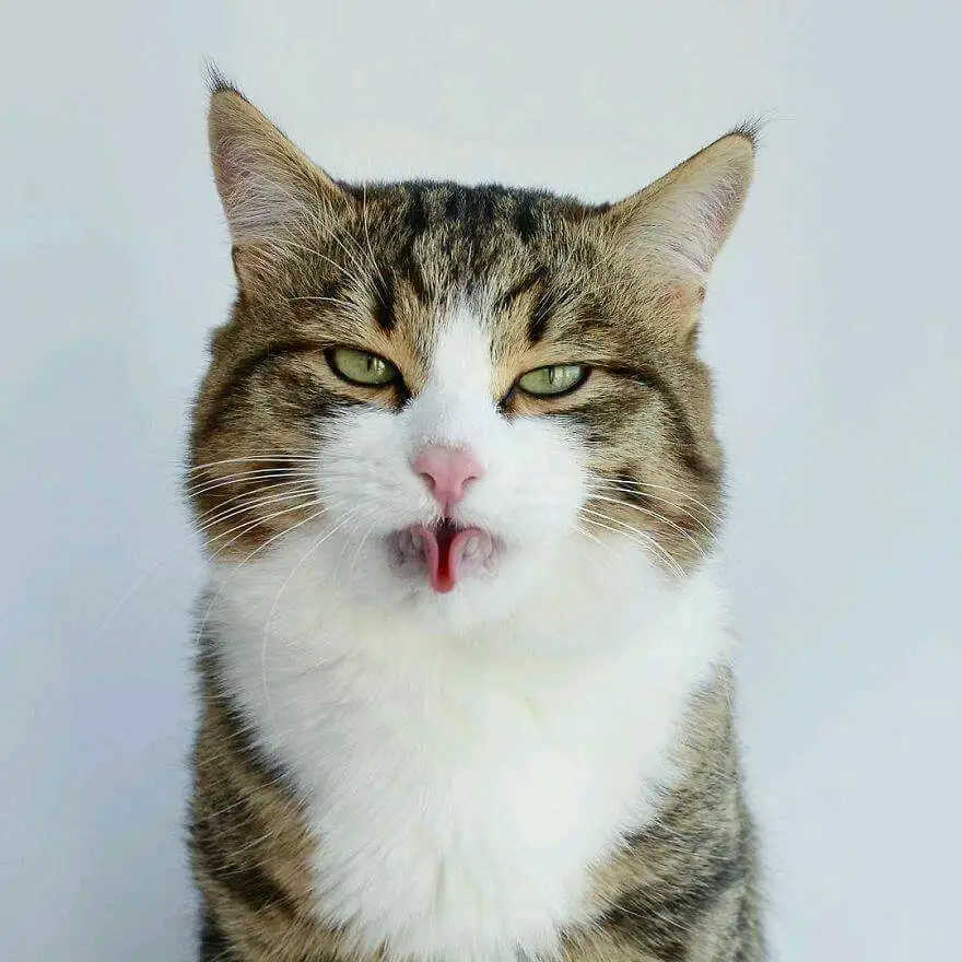 A close-up of a tabby and white cat with a stern, unimpressed expression, its pink tongue sticking out slightly. The cat has…
