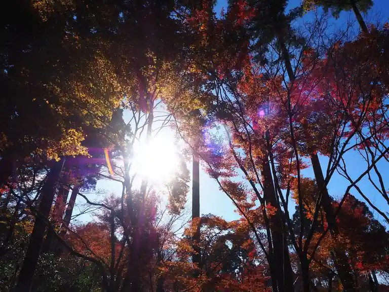A low-angle photo captures the sun shining brightly through a canopy of autumn trees with vibrant red, orange, and yellow…