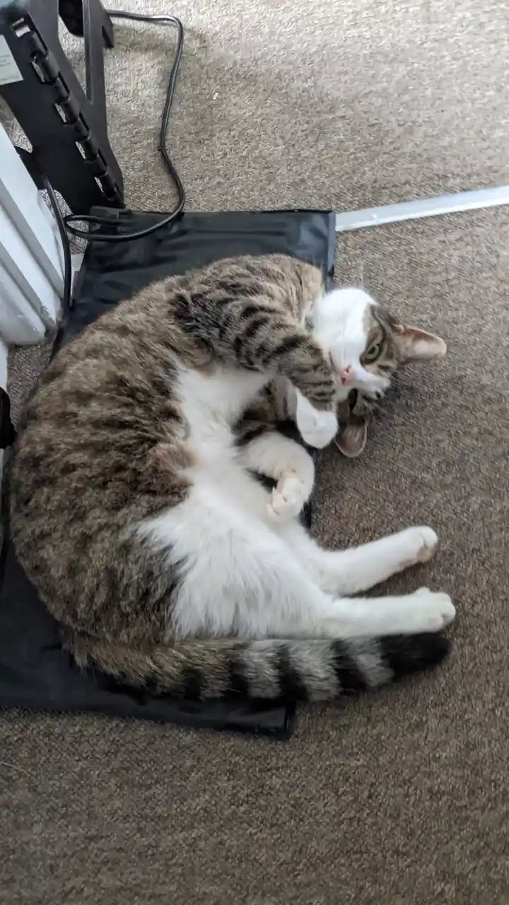 A tabby and white cat lies on its back on a black mat on a beige carpet, curled up with one paw near its face and the other…