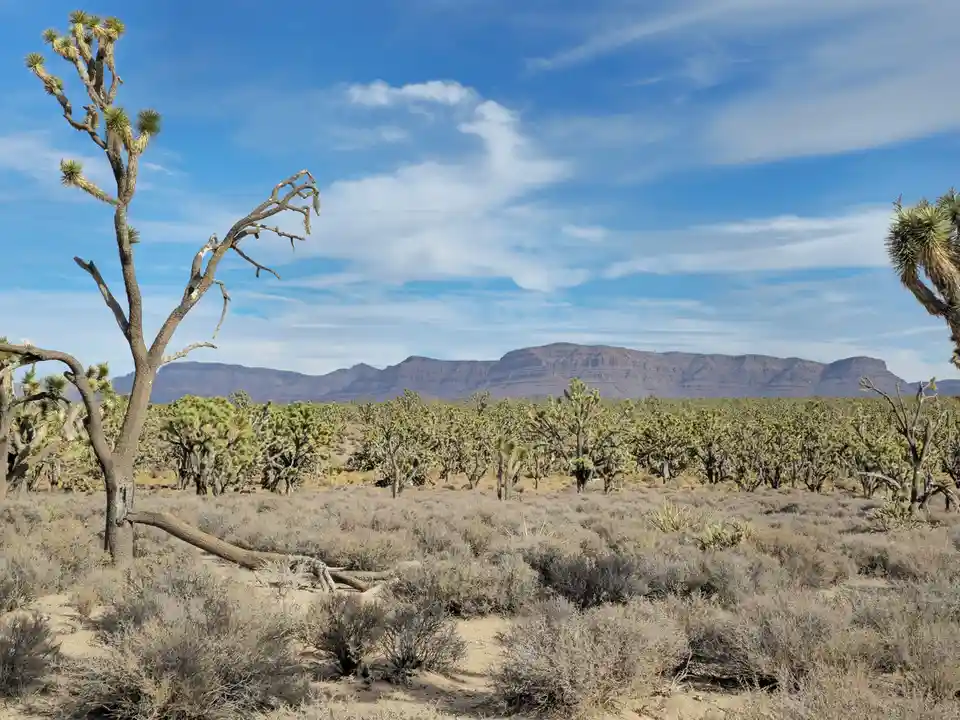 A wide desert landscape featuring numerous Joshua trees under a blue sky with scattered clouds, with distant mountains in…