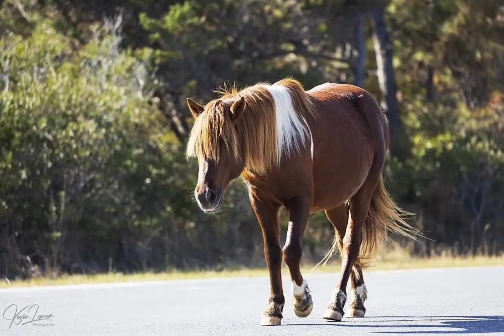 A brown horse with a white mane and tail walks slowly down a paved road, head slightly lowered, against a backdrop of trees…