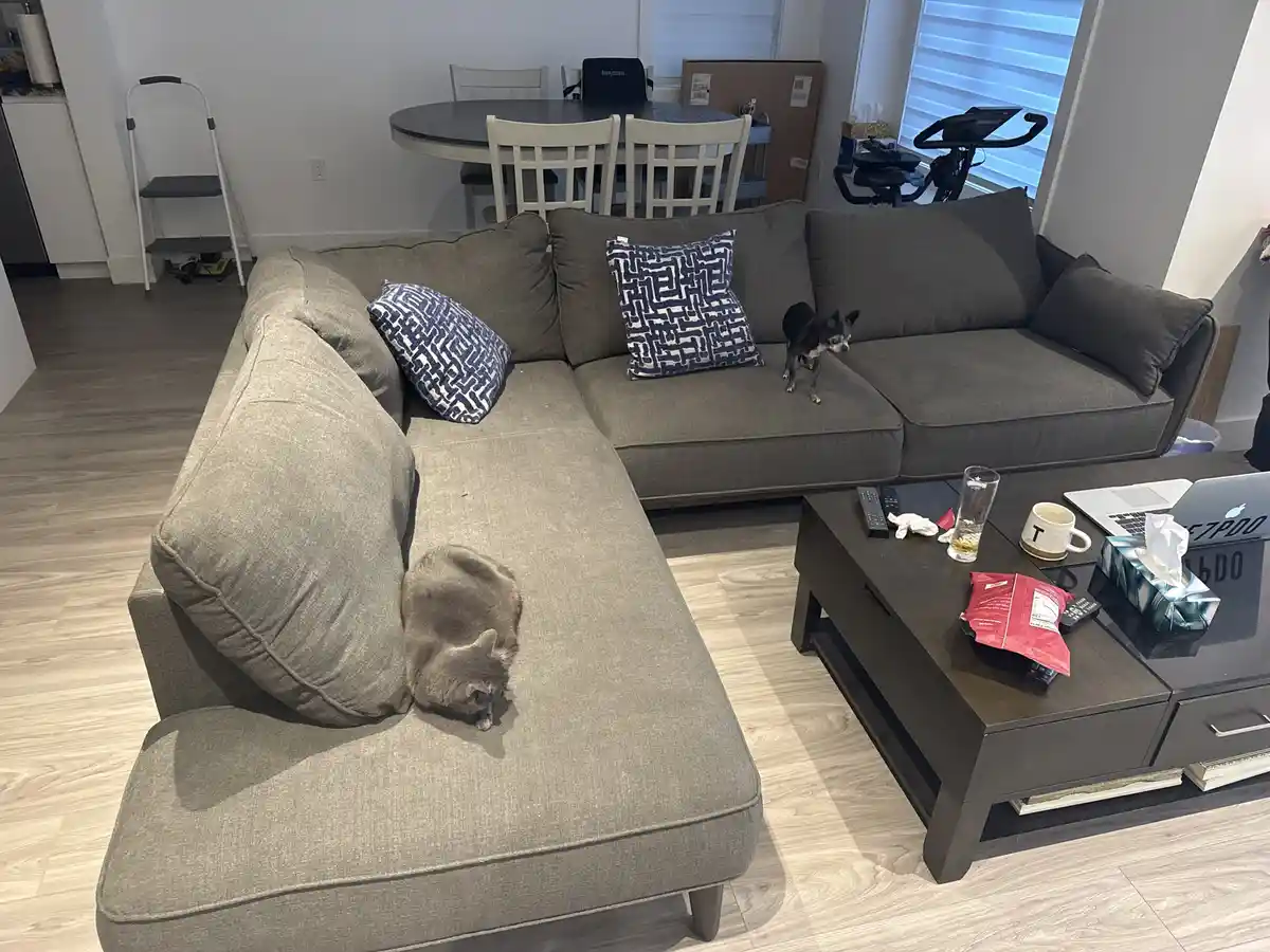 A gray cat is curled up sleeping on the chaise lounge of a large sectional sofa, while a small black and tan dog stands…