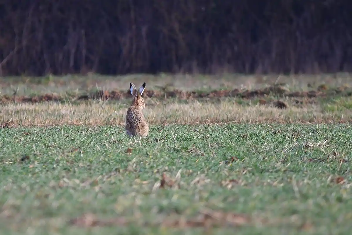A brown hare sits upright in a grassy field, facing away from the camera toward a dark treeline in the background. The image…