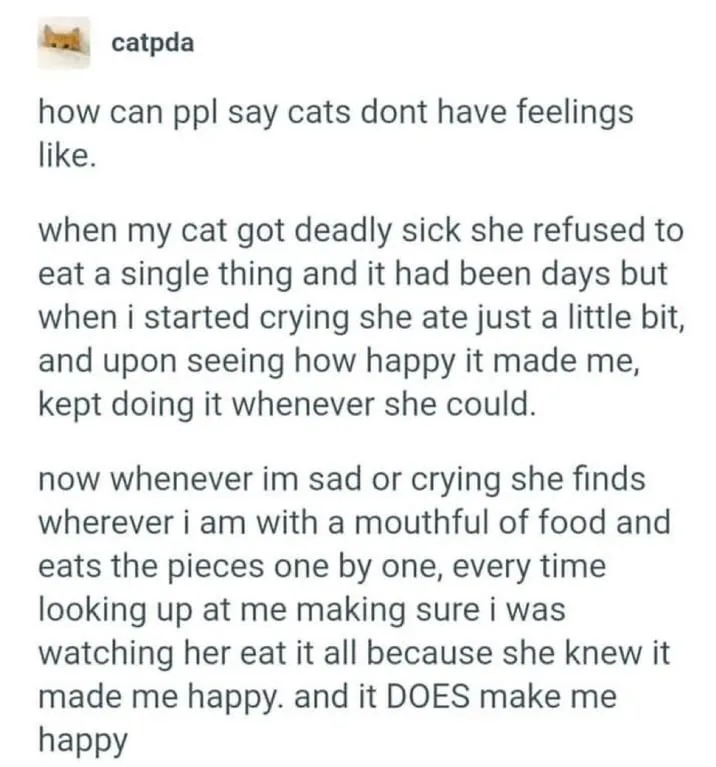 The image displays a text post by 'catpda' detailing a cat's compassionate behavior during the owner's sadness. The cat…