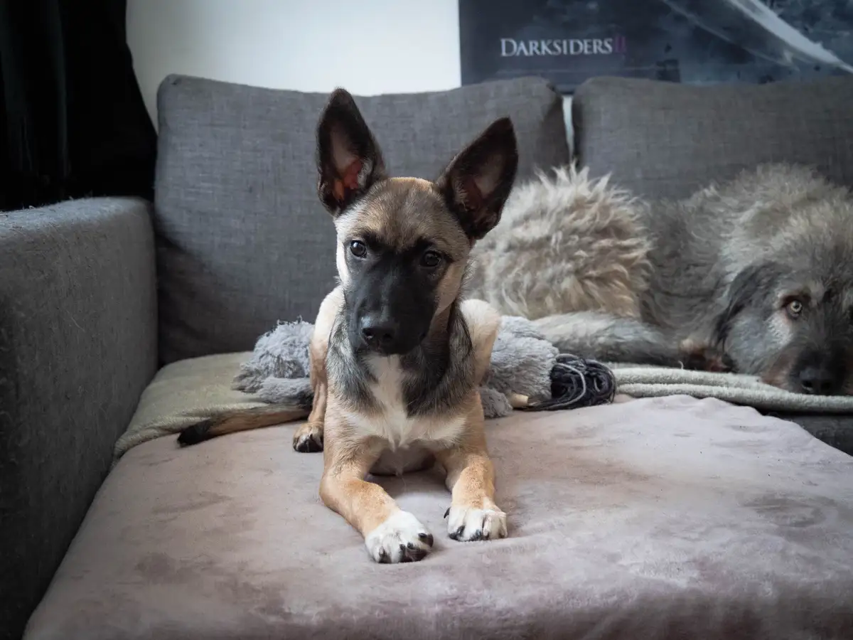 A young tan and black puppy with large ears sits alertly on a grey couch, looking directly at the camera. Behind it, a…