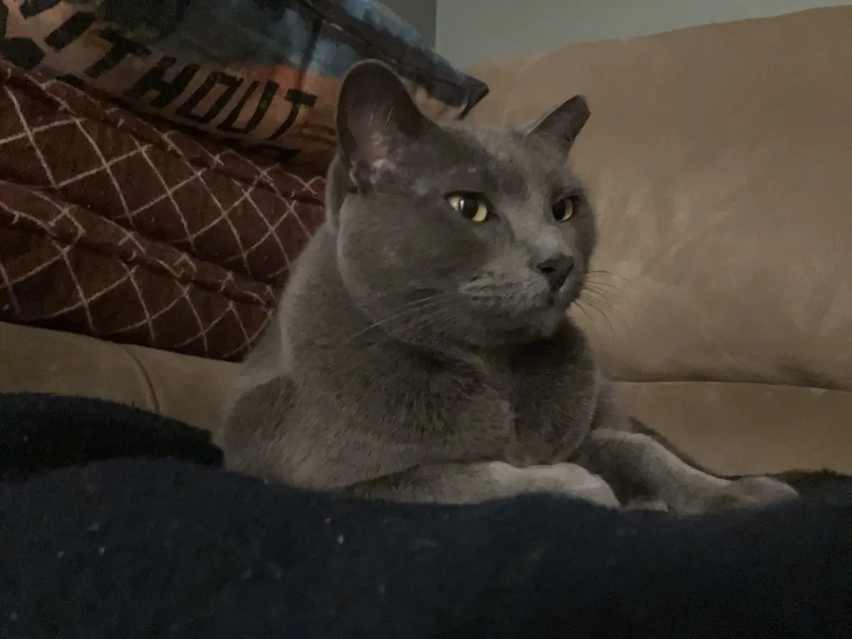 A gray cat with yellow eyes sits on a couch, looking off to the side with a bored or unimpressed expression. Behind it are…
