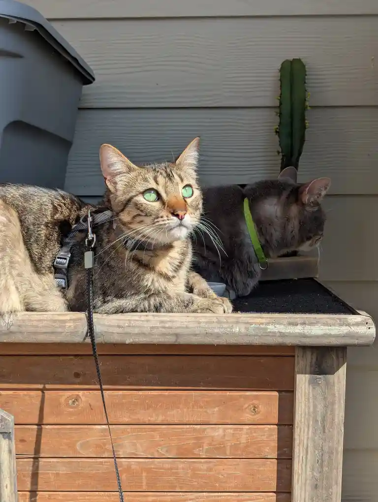 Two cats sit on a wooden structure outdoors; the tabby cat in the foreground wears a harness and leash and stares directly…