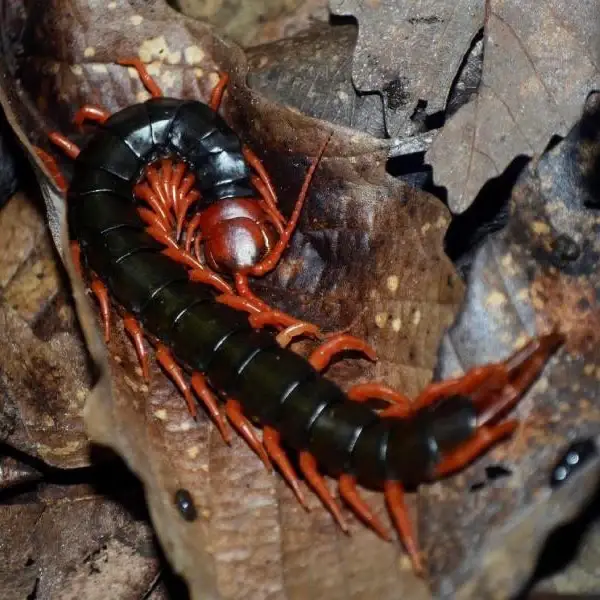 A close-up photograph shows a centipede with a glossy black segmented body and bright orange legs and antennae, curled on a…