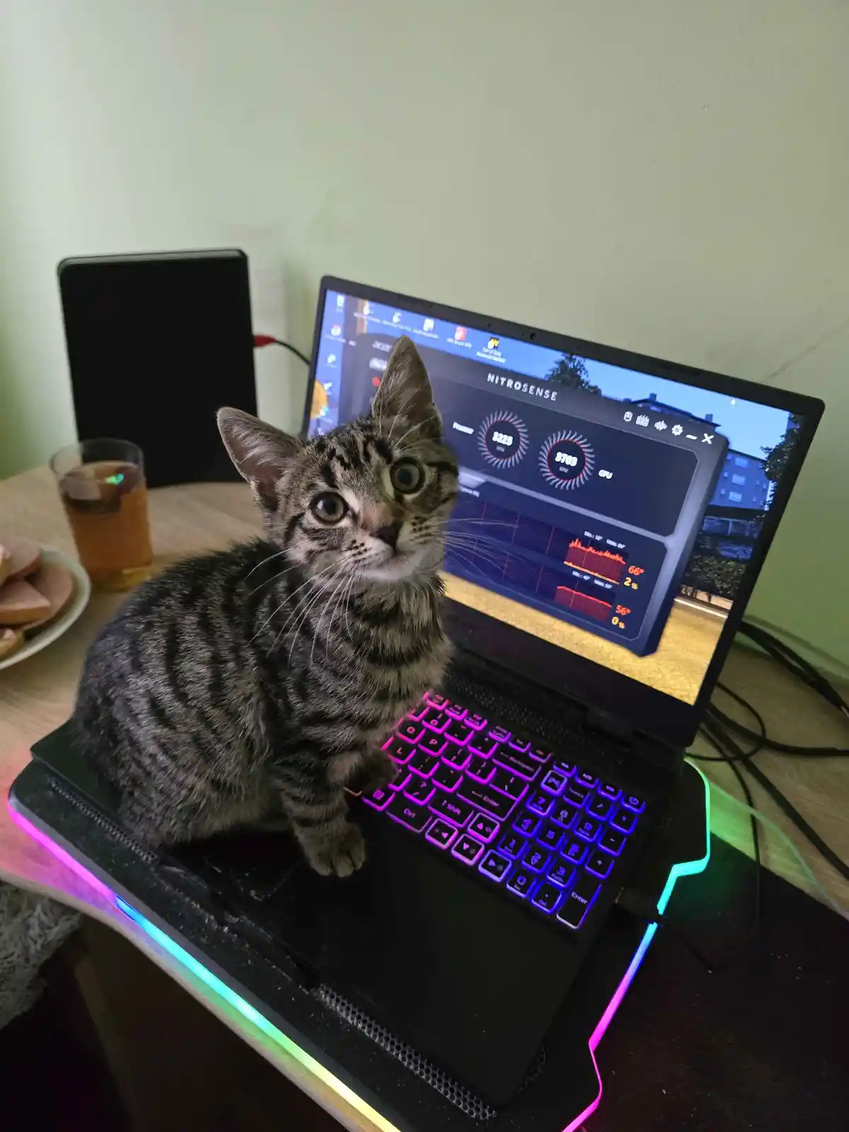 A tabby kitten sits perched on the keyboard of a gaming laptop displaying the NitroSense performance monitor with high CPU…