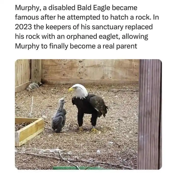A large bald eagle stands facing a small, fluffy eaglet in an outdoor enclosure with wood walls and gravel ground. The…