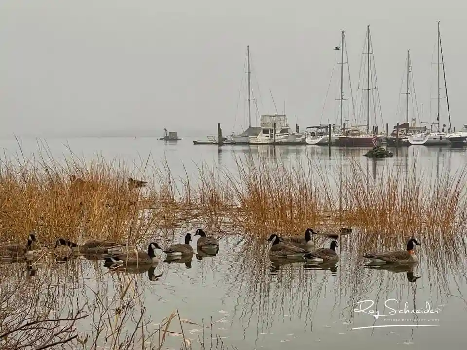 A calm, misty waterfront scene with several geese swimming in shallow water among tall, dry reeds. In the background…