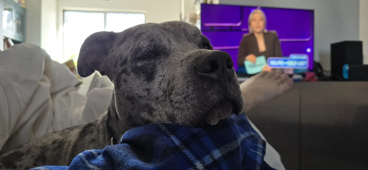 A close-up of a gray brindle dog with one eye half-closed, resting on a blue plaid blanket on a couch. In the blurred…